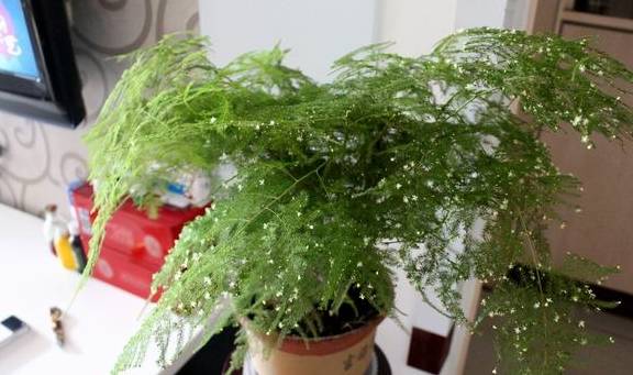 掌握“文竹”生长习性，春天长得快，枝叶翠绿茂密，黄叶难出现7