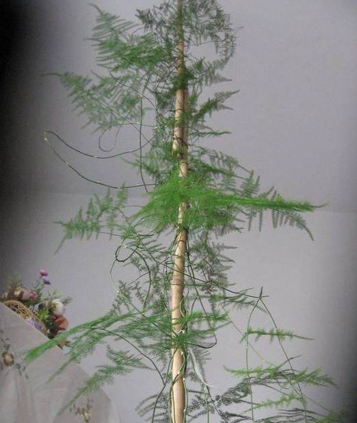 掌握“文竹”生长习性，春天长得快，枝叶翠绿茂密，黄叶难出现8