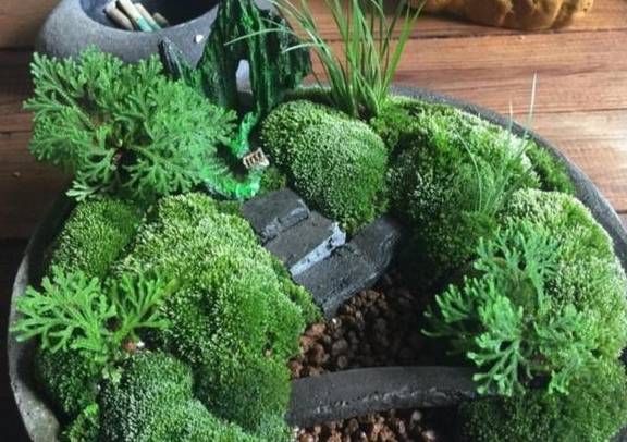 用2种方法，让盆景长满翠绿苔藓，提高整体观赏性1