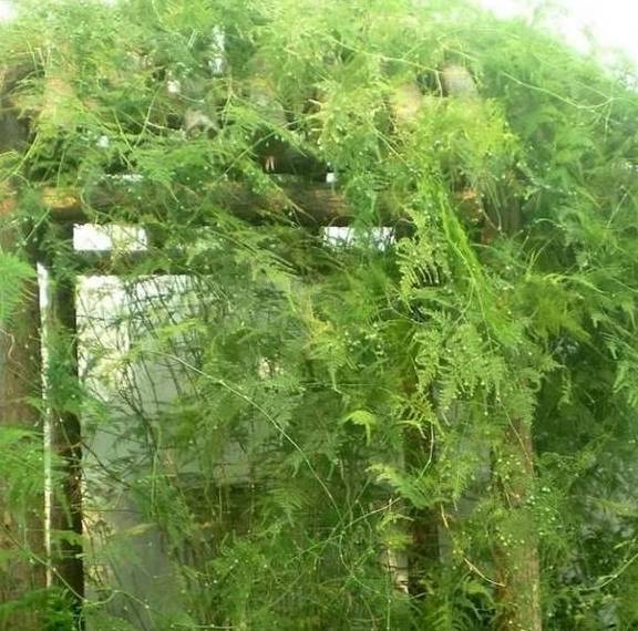 掌握“文竹”生长习性，春天长得快，枝叶翠绿茂密，黄叶难出现9