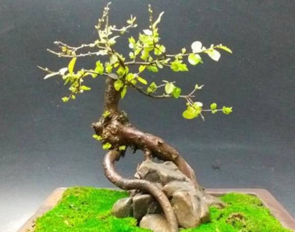 用2种方法，让盆景长满翠绿苔藓，提高整体观赏性2