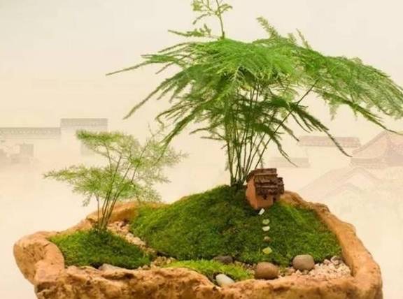 用2种方法，让盆景长满翠绿苔藓，提高整体观赏性3