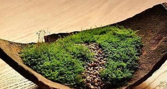 用2种方法，让盆景长满翠绿苔藓，提高整体观赏性4