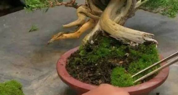 用2种方法，让盆景长满翠绿苔藓，提高整体观赏性5
