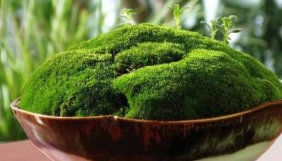 用2种方法，让盆景长满翠绿苔藓，提高整体观赏性6