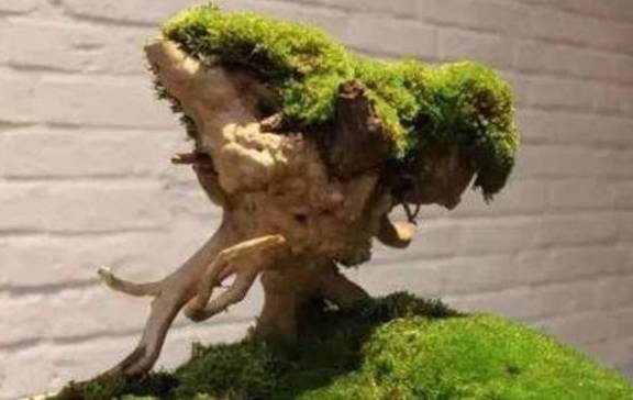 用2种方法，让盆景长满翠绿苔藓，提高整体观赏性7