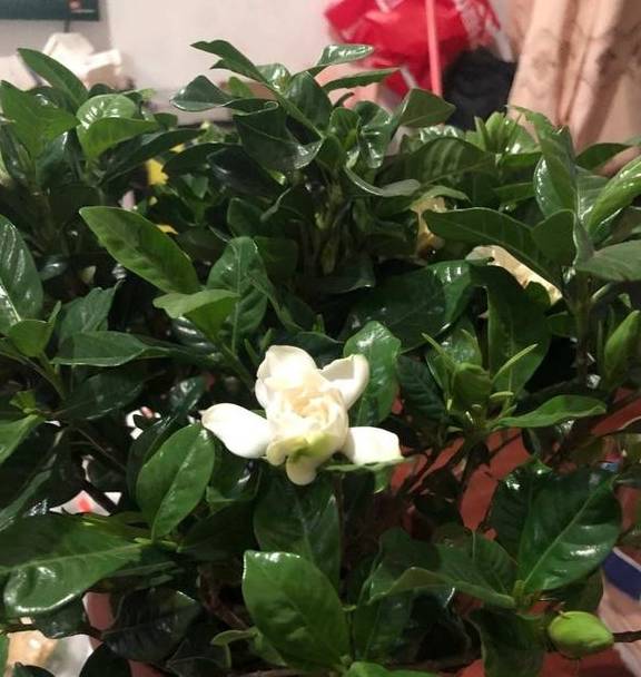 最厉害的促花水，每个月给栀子茉莉喝一碗，顺利开花，香味浓2