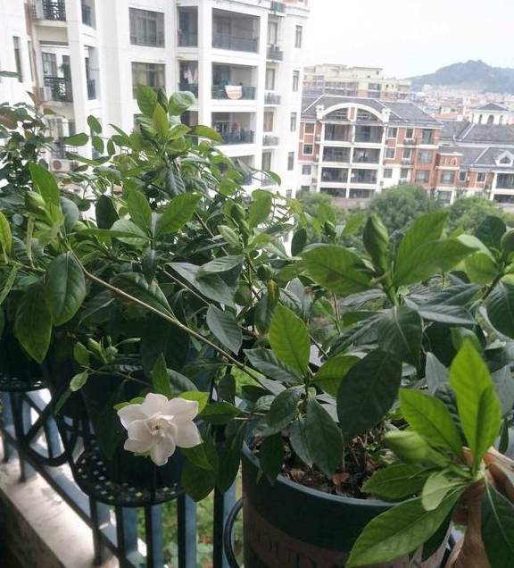 最厉害的促花水，每个月给栀子茉莉喝一碗，顺利开花，香味浓4