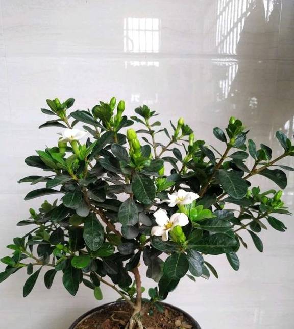 最厉害的促花水，每个月给栀子茉莉喝一碗，顺利开花，香味浓5
