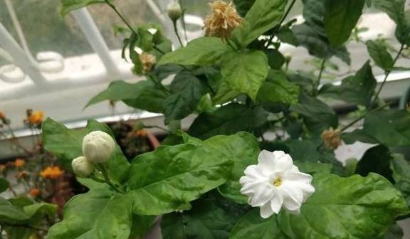 最厉害的促花水，每个月给栀子茉莉喝一碗，顺利开花，香味浓6