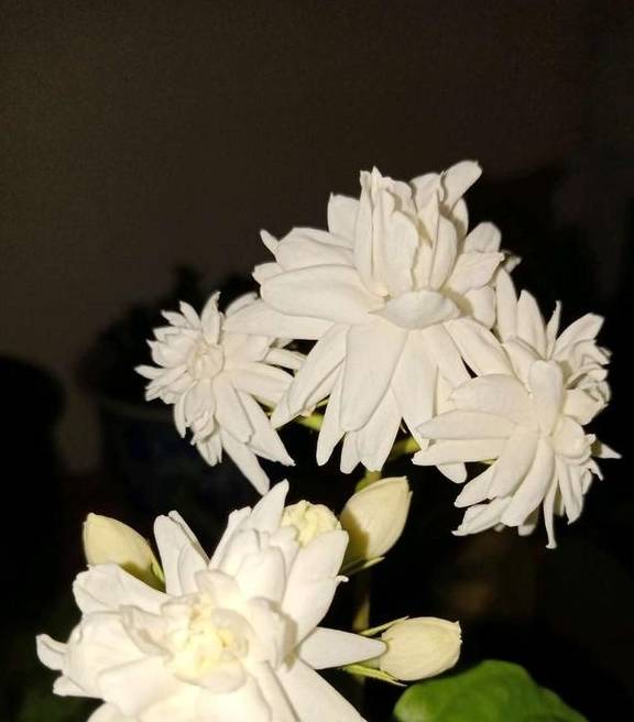 最厉害的促花水，每个月给栀子茉莉喝一碗，顺利开花，香味浓8