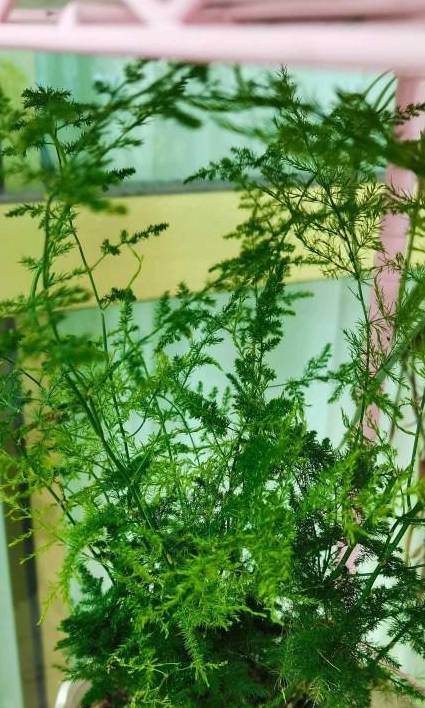 家里养文竹，有这3个习惯，需要改正，否则养一盆黄一盆1