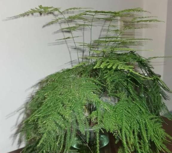 家里养文竹，有这3个习惯，需要改正，否则养一盆黄一盆2