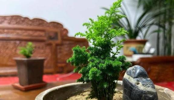 家里养文竹，有这3个习惯，需要改正，否则养一盆黄一盆3