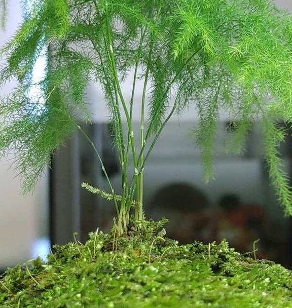 家里养文竹，有这3个习惯，需要改正，否则养一盆黄一盆4