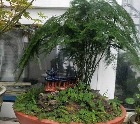 家里养文竹，有这3个习惯，需要改正，否则养一盆黄一盆5