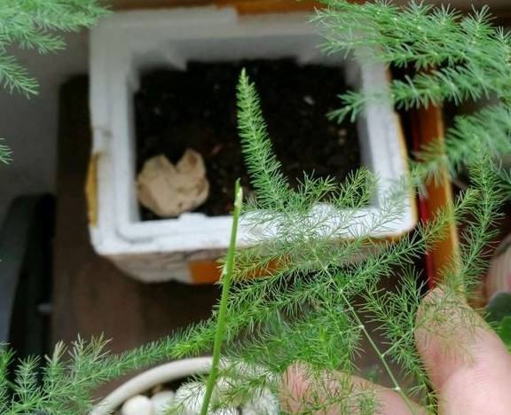 家里养文竹，有这3个习惯，需要改正，否则养一盆黄一盆6