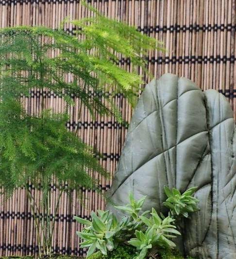 家里养文竹，有这3个习惯，需要改正，否则养一盆黄一盆7