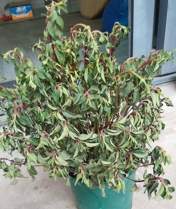 背靠NBA,望尘科技“啃老”勇闯IPO,“烧钱”的蓝海好游吗?1