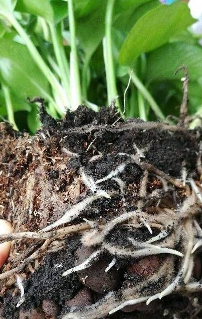 植物轻微烂根，可以依靠自愈能力，做好3点最重要2