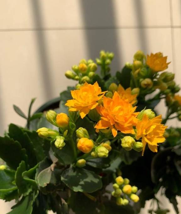 植物轻微烂根，可以依靠自愈能力，做好3点最重要3