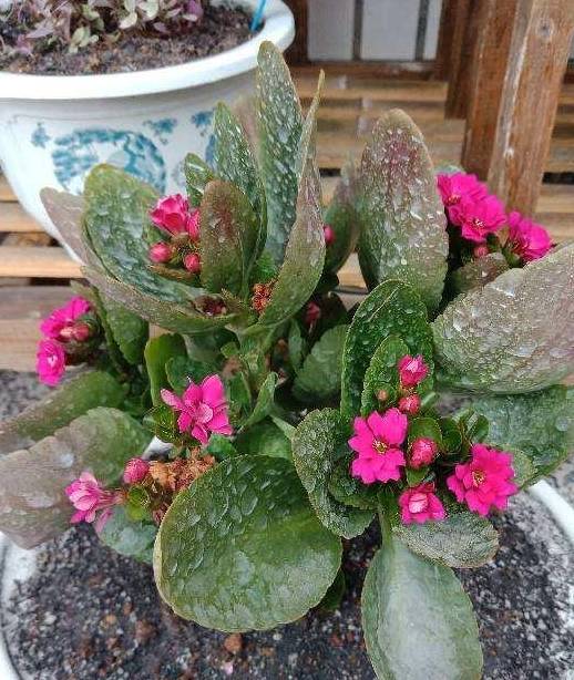 植物轻微烂根，可以依靠自愈能力，做好3点最重要5