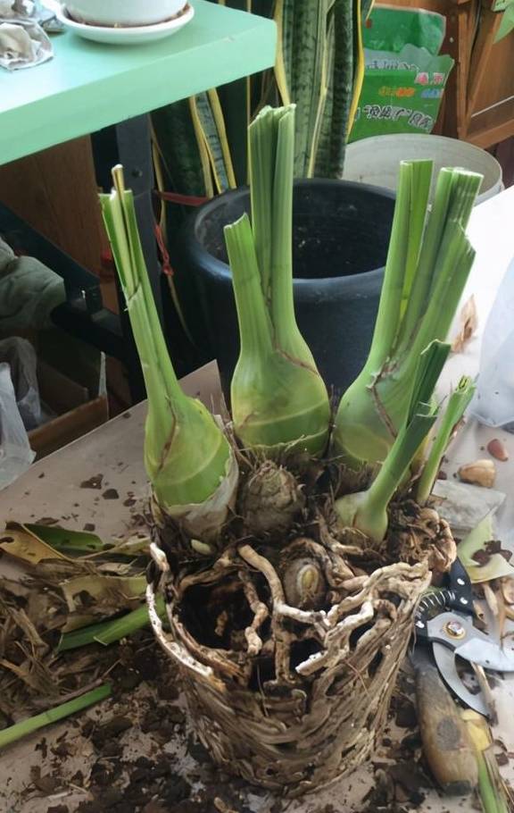 植物轻微烂根，可以依靠自愈能力，做好3点最重要6