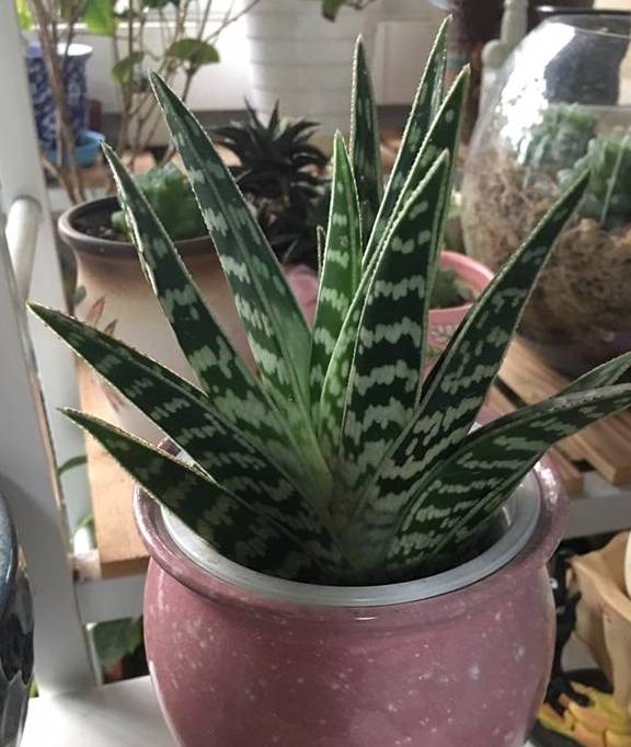 植物轻微烂根，可以依靠自愈能力，做好3点最重要7