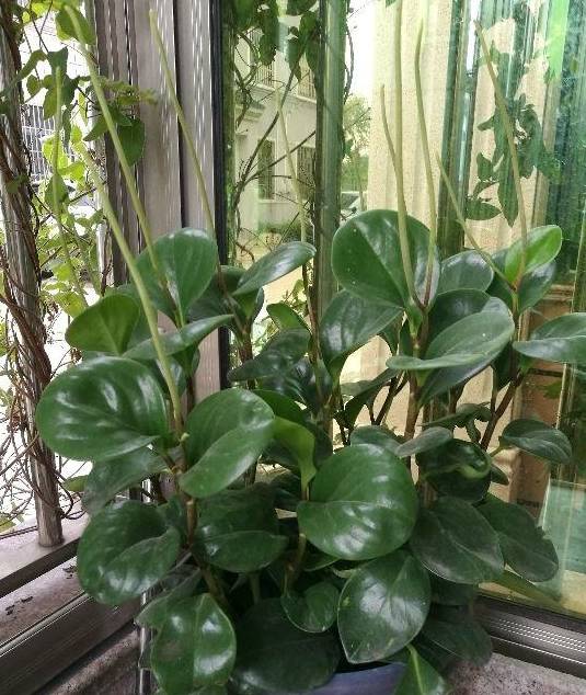 植物轻微烂根，可以依靠自愈能力，做好3点最重要8