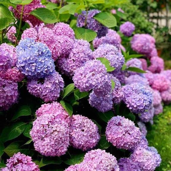 养绣球花无尽夏,别忘2招,又长新芽又长花苞很旺盛1