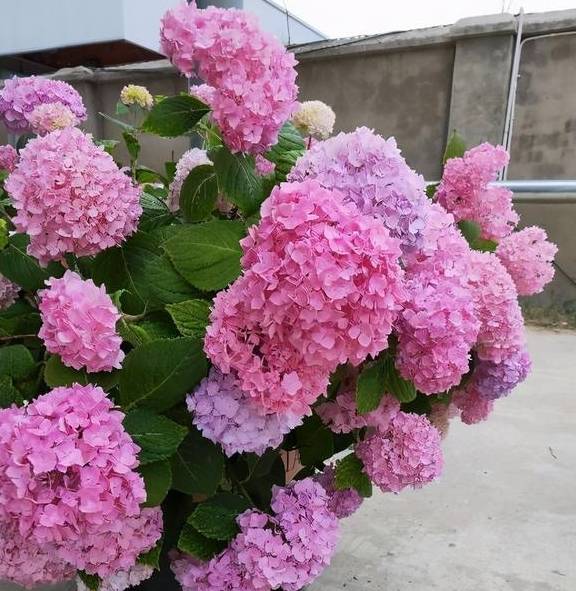 养绣球花无尽夏,别忘2招,又长新芽又长花苞很旺盛2