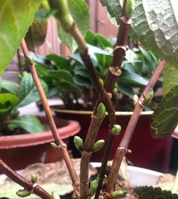 养绣球花无尽夏,别忘2招,又长新芽又长花苞很旺盛3