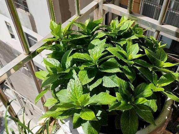 养绣球花无尽夏,别忘2招,又长新芽又长花苞很旺盛4