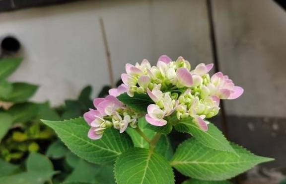 养绣球花无尽夏,别忘2招,又长新芽又长花苞很旺盛5