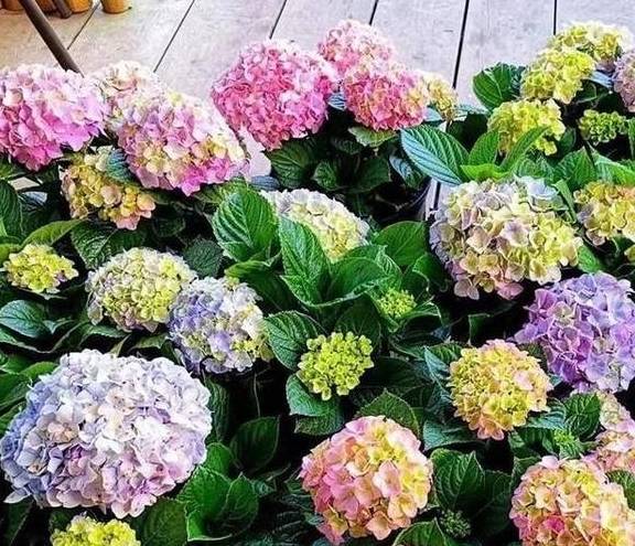 养绣球花无尽夏,别忘2招,又长新芽又长花苞很旺盛6