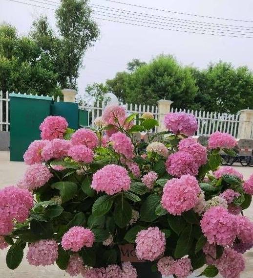 养绣球花无尽夏,别忘2招,又长新芽又长花苞很旺盛7