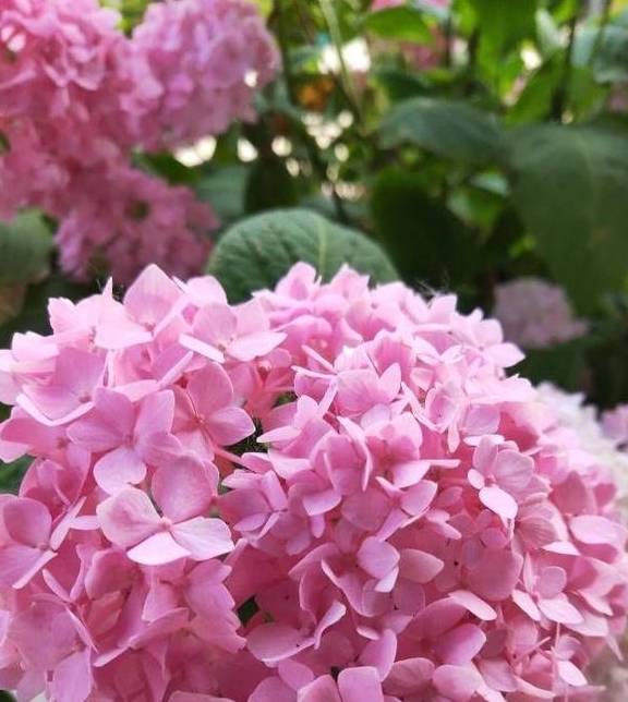 养绣球花无尽夏,别忘2招,又长新芽又长花苞很旺盛9