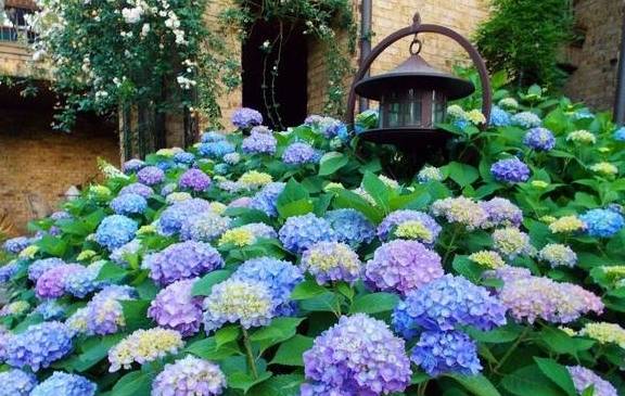 养绣球花无尽夏,别忘2招,又长新芽又长花苞很旺盛10