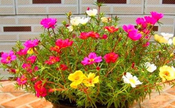 想让太阳花开爆盆,4月做好3个准备,一年花开200天1