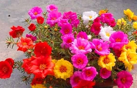 想让太阳花开爆盆,4月做好3个准备,一年花开200天2