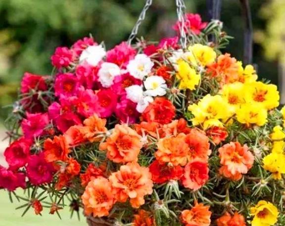 想让太阳花开爆盆,4月做好3个准备,一年花开200天3