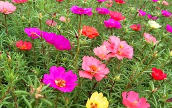 想让太阳花开爆盆,4月做好3个准备,一年花开200天4