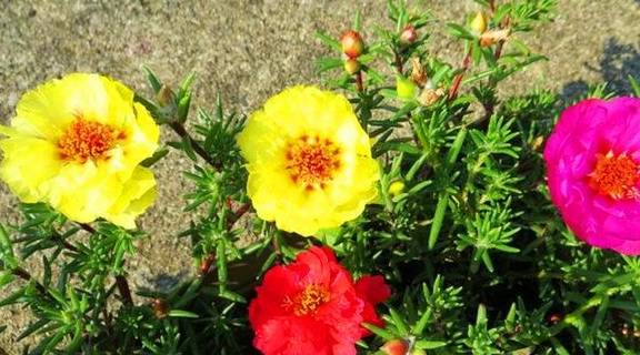 想让太阳花开爆盆,4月做好3个准备,一年花开200天5