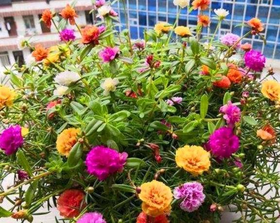 想让太阳花开爆盆,4月做好3个准备,一年花开200天6