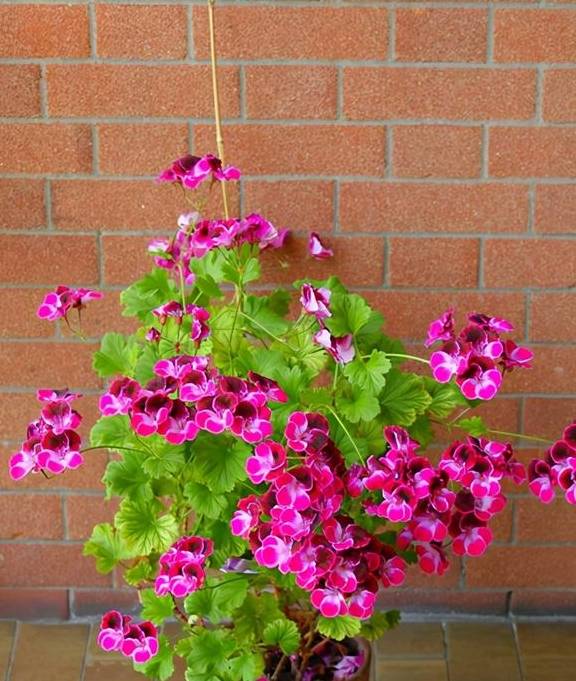 这5种花的养护方法,日照水肥处理好,花就长得好2