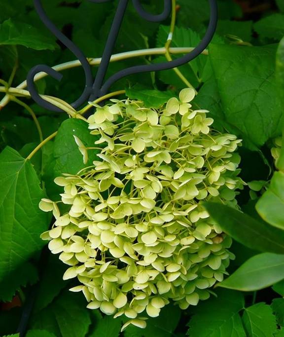 这5种花的养护方法,日照水肥处理好,花就长得好3