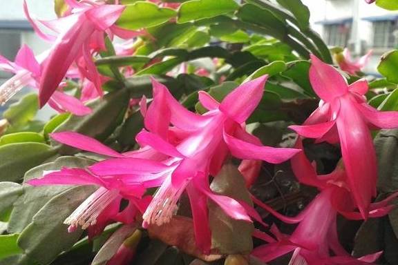 这5种花的养护方法,日照水肥处理好,花就长得好4