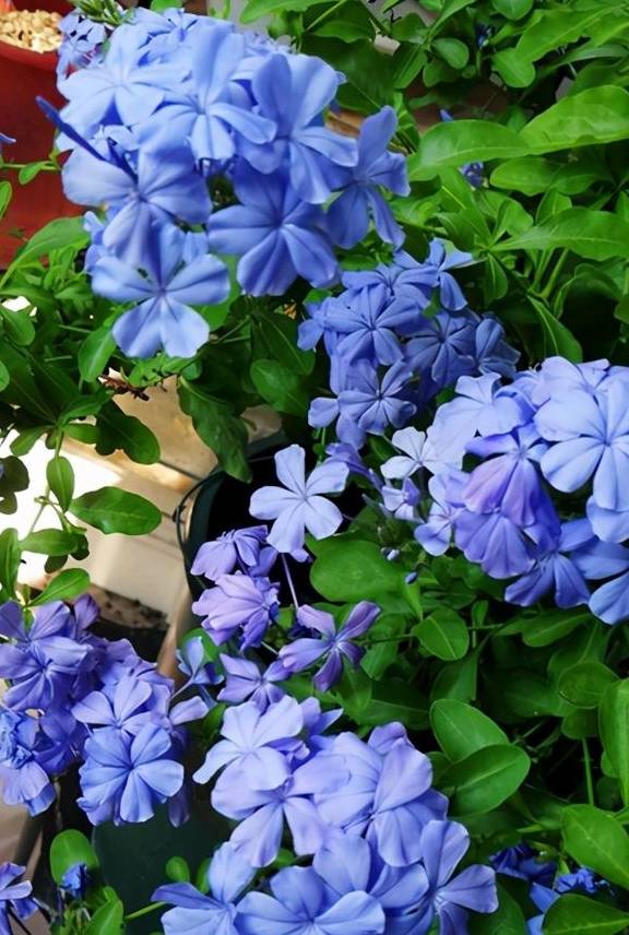 这5种花的养护方法,日照水肥处理好,花就长得好5