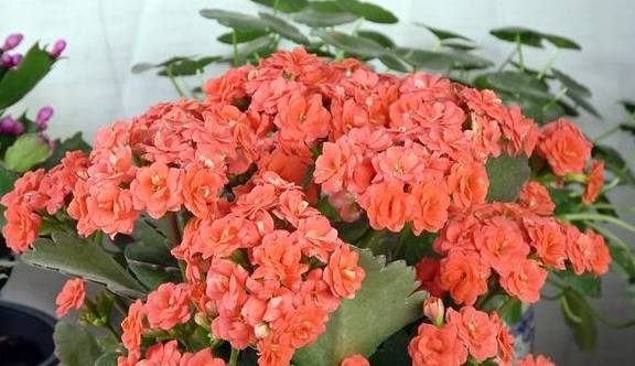 这5种花的养护方法,日照水肥处理好,花就长得好6