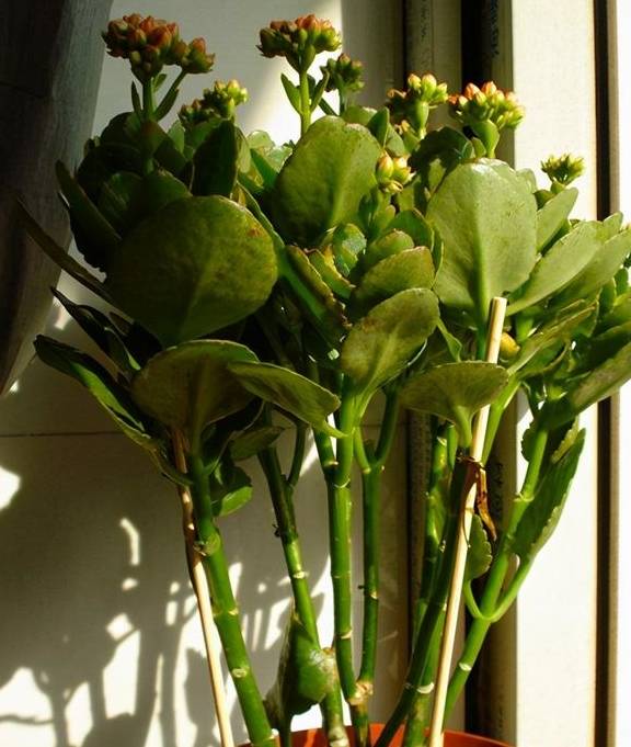 这5种花的养护方法,日照水肥处理好,花就长得好7